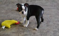 Available AKC Boston Terrier puppies for sale