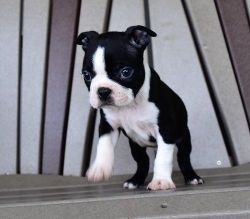 Lovely Boston Terrier Puppies For Sale Now