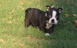 Adorable AKC Boston Terrier puppies for sale