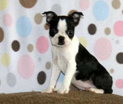 Beautiful Boston Terrier puppies Ready Now