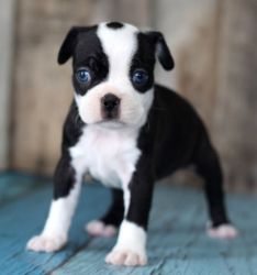 Attractive male and female Boston Terrier Puppies