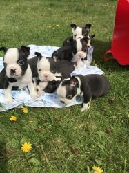 Courageous Boston Terrier Puppies for sale