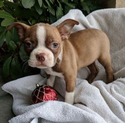 AKC registered Boston Terrier Puppies For Sale