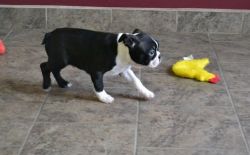 Well Socialized Boston Terrier Puppies