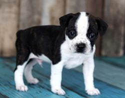 AKC registered Boston Terrier puppies