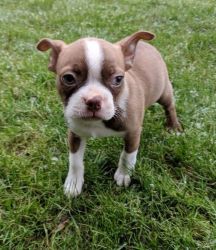 Excellent Boston Terrier Puppies For Sale