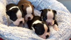 Stunning Boston Terrier Puppies for sale