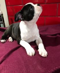 Boston Terrier male and female puppies- 2 available