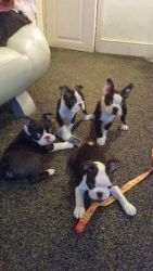 Outstanding male and female Boston Terrier puppies