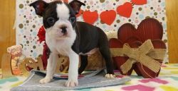 AKC Boston Terrier puppies for sale.