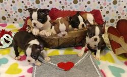 New Healthy Litter Boston Terrier Puppies Ready