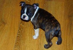 AKC Boston Terrier Puppies For Sale