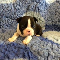 Stunning Boston Terrier Puppies Male And Female