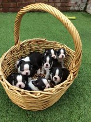 House Trained Boston terrier Puppies.