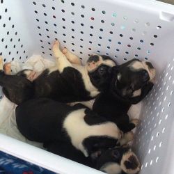 Cute boston terrier puppies ready to go
