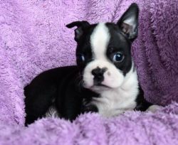 Male and female Boston Terrier puppies
