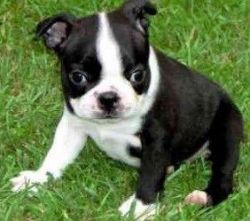 ggbv Boston Terrier Puppies for sale