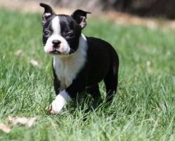 Beautiful Boston Terrier puppies for sale