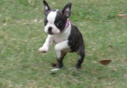 well socialized Boston Terrier puppies