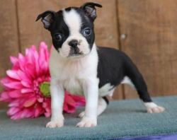 AKC Registered Boston Terrier puppies