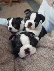 Registered Boston Terrier puppies for adoption.
