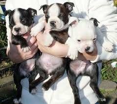 Sweet Boston Terrer Puppies