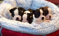 Beautiful Boston Terrier Puppies for sale