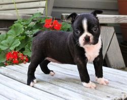 Cute male and female Boston Terrier Puppies