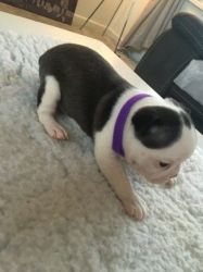 Male Boston Terrier Puppy - Usa Bloodline