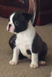 Adorable Male and female Boston Terrier
