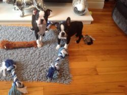 Nice and Healthy Boston Terrier Puppies Available