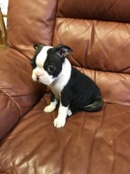 Boston Terrier Pup For Sale
