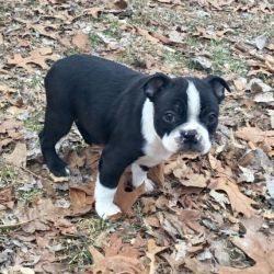 Boston Terrier Puppies for rehoming