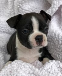 boston terrier male and female akc