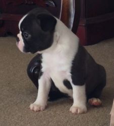 Boston Terrier Pup Male and Female