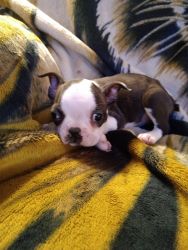 Brindle and white female Boston terrier puppy