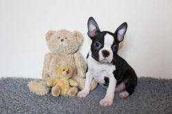 Kc Reg Boston Terrier Puppies For Sale!