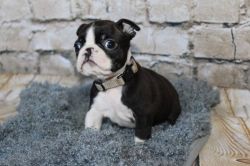 Kc Boston Terrier Pups For Sale**