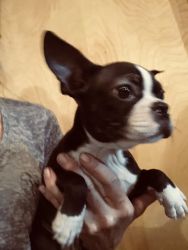 Penelope-Boston Terrier Puppy