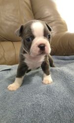 Boston Puppies For Sale