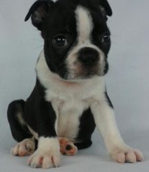 Lovely Pure breed Boston Terrier Puppies for Adoption