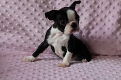 Litter Of Boston Terrier Puppies Ready To Go Now.