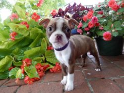 Red and White Boston Terrier Puppies for Sale.