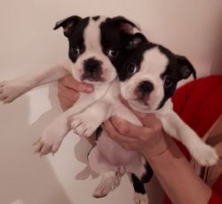 Kc Registered Quality Boston Terrier Puppies