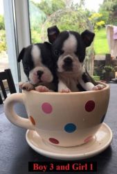Nouvelle Bred Boston Terrier Puppies