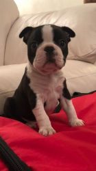 Boston Terrier Boys And Girls For Sale