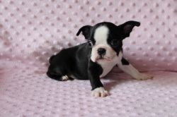Boston Terrier Puppies - Now Only One Available