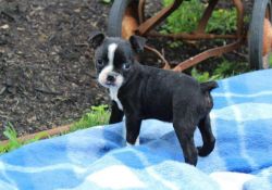 Beautiful Litter Of 9 Traditional Coloured Boston