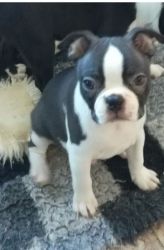Registered Quality Boston Terrier Puppies