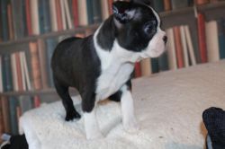 Home Raised AKC Registered Boston Terrier Puppies